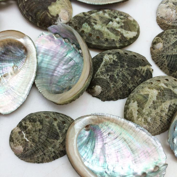 Abalone Schelp × Mini